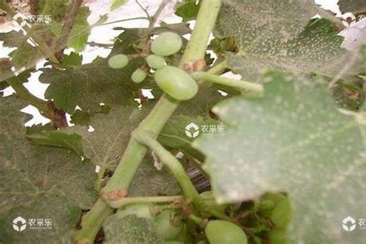 葡萄叶子上的枯点是什么原因,怎么防治？
