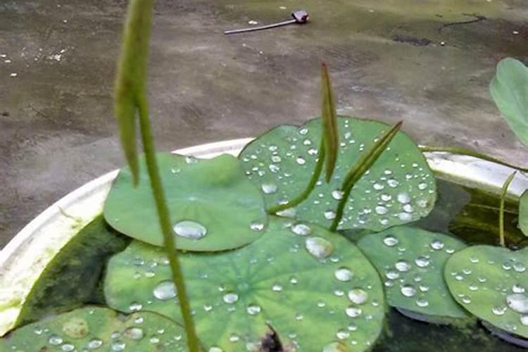 这6种花,给点水就爆盆,懒人必备