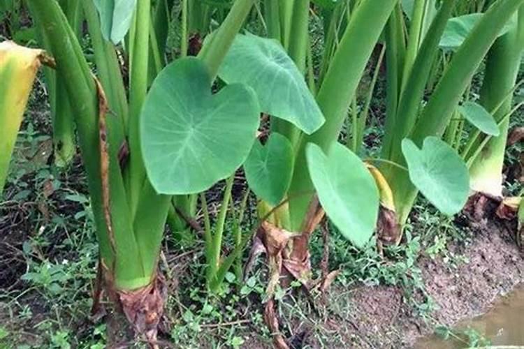 种山药怎样使用黄腐酸钾肥