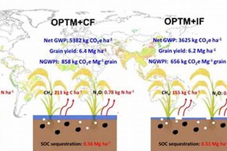 西红柿施肥之氮肥