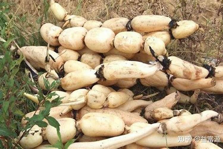 莲藕用什么肥料产量高