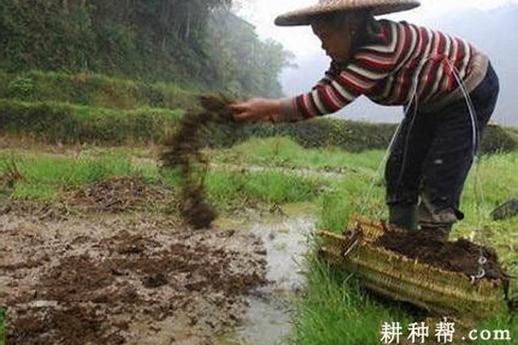 种莲藕用什么肥料好