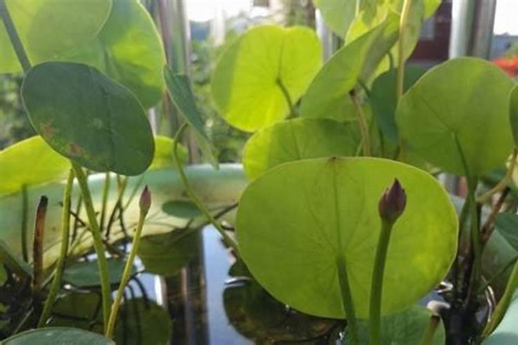 碗莲水溶肥的使用方法