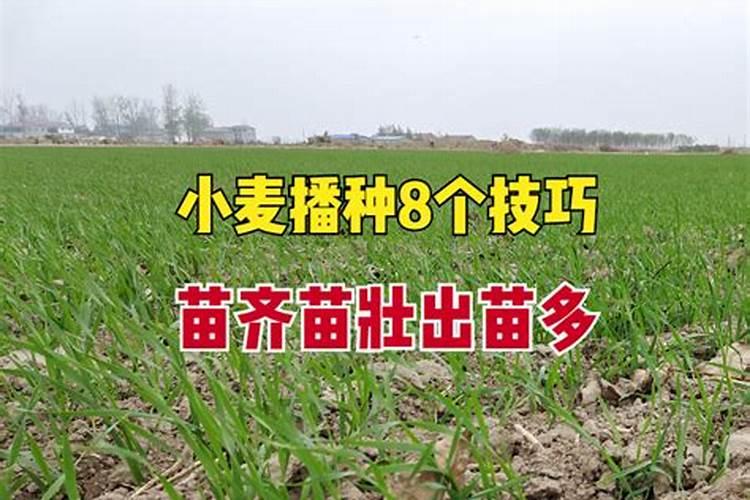 种植麦子怎么施肥