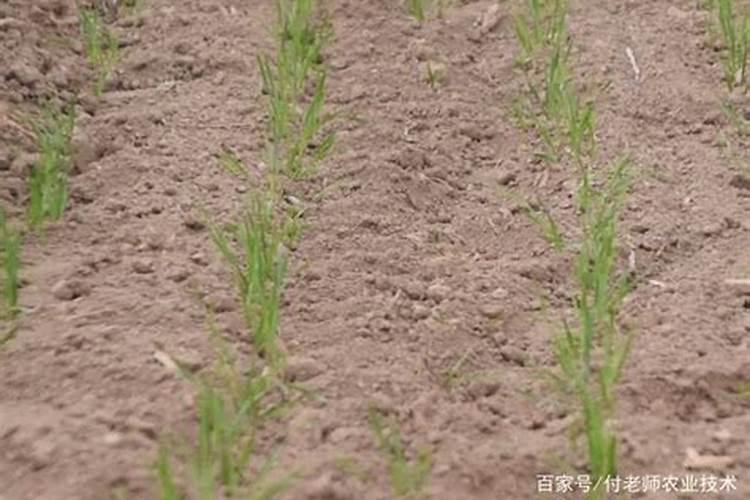 麦子的种植养护方法 麦子怎么种植养护