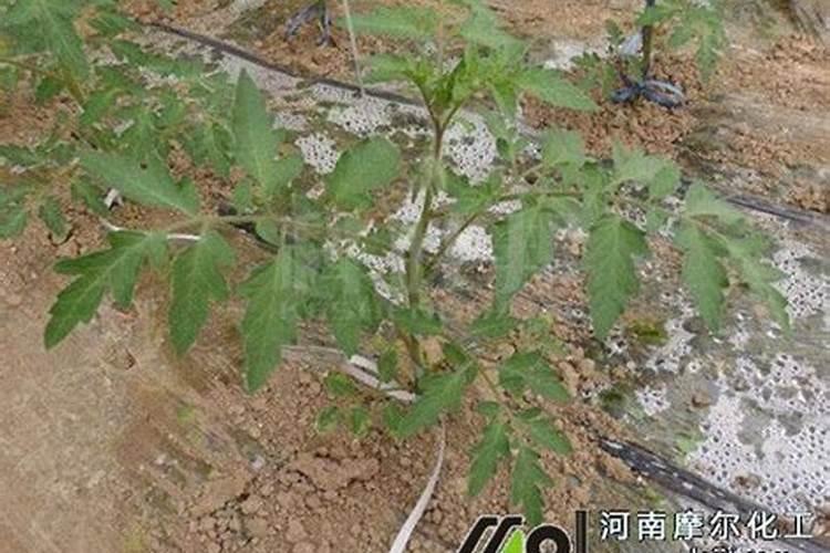 生姜底肥该施些什么肥料