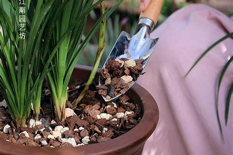 想要养好君子兰,植料应该怎么样使用？