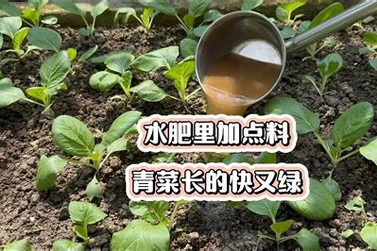 为什么有些植物叶子有白边