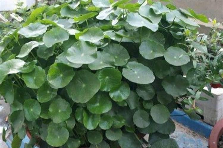 水培铜钱草施什么肥