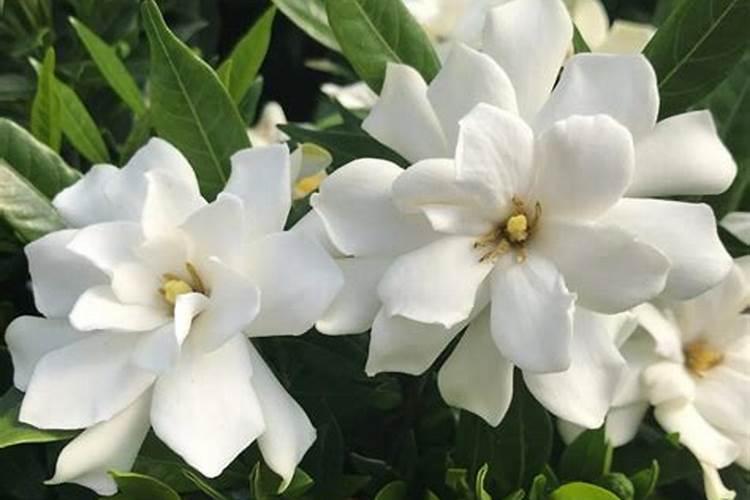 养栀子花的肥料 栀子花最好的肥料是什么怎么施