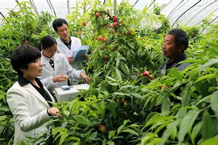 桃树用二安好,还是用过磷酸钙