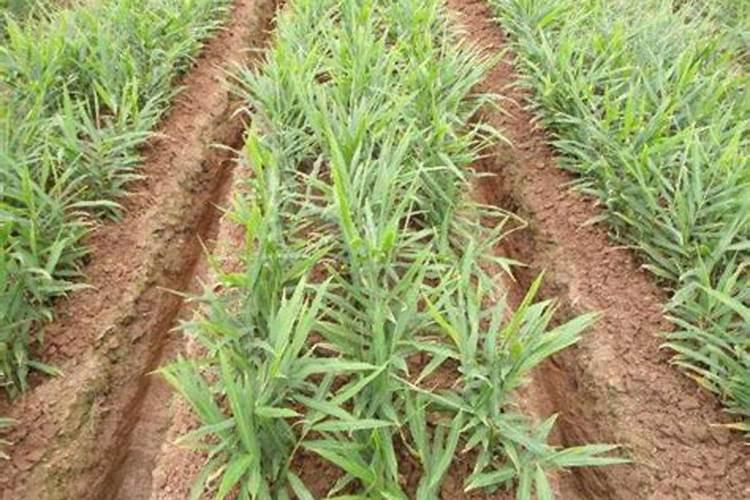 大姜种植后头两次浇水应怎么冲施肥料？