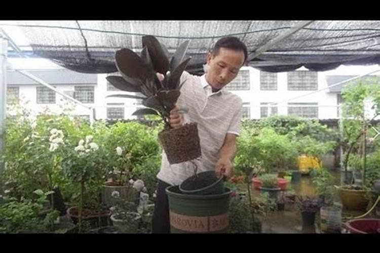 橡皮树剪下来怎么生根,5个步骤即可生根发芽