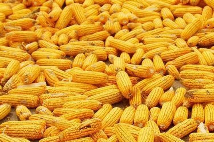 玉米追肥上什么肥料好