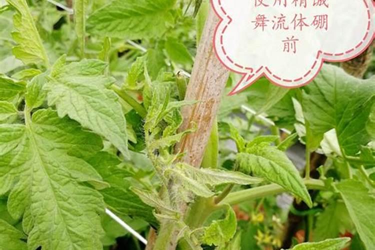 缺钾或钾过量对花卉有哪些影响？