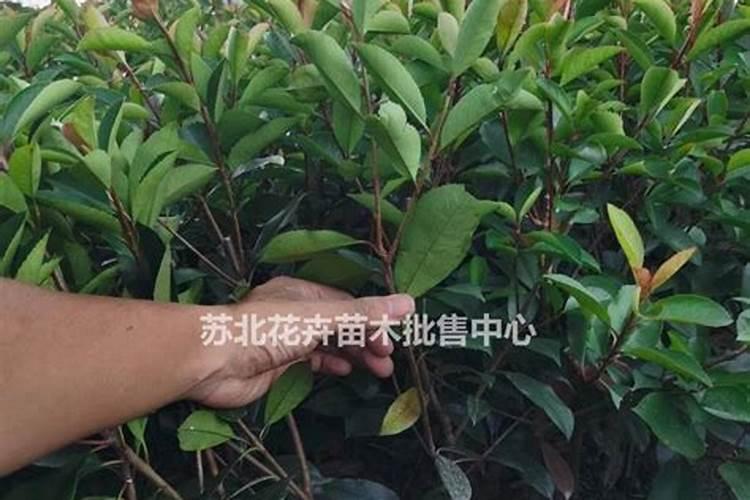 石楠苗要多长叶子用什么叶面肥好？