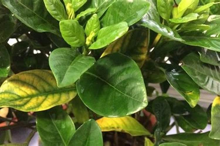 施肥后花掉叶子(施肥不当致花掉叶子？揭秘植物施肥后的常见问题及解决方...