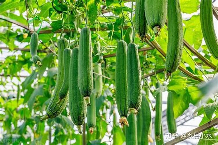 丝瓜用高钾的叶面肥可以吗