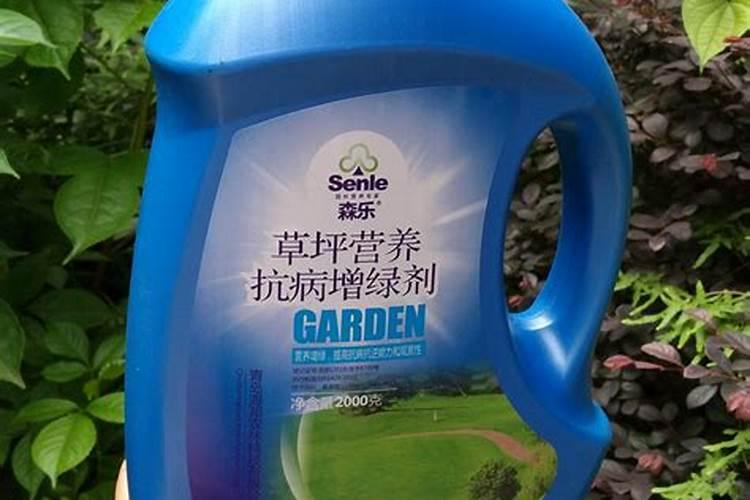 剪股颖草坪夏季需要撒肥吗