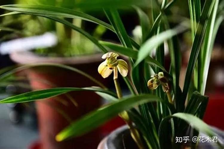 兰花怎么上肥料？