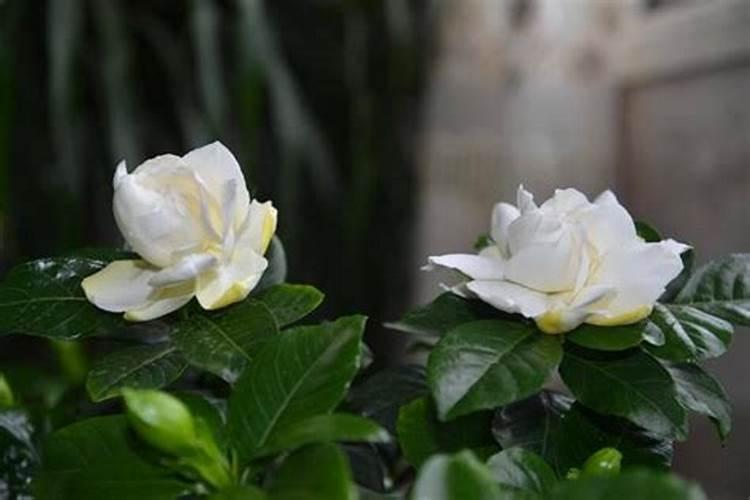垂丝茉莉和栀子花能用同一种肥料吗
