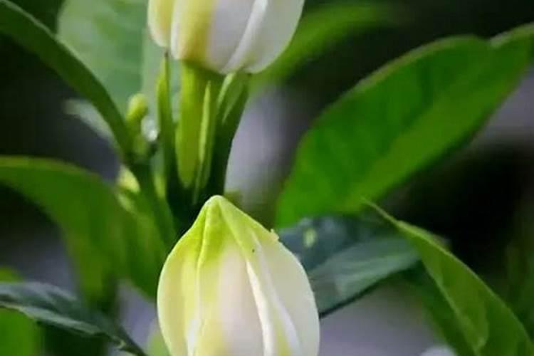 我养的茉莉花和栀子花可以用一样的肥料和杀虫药吗？