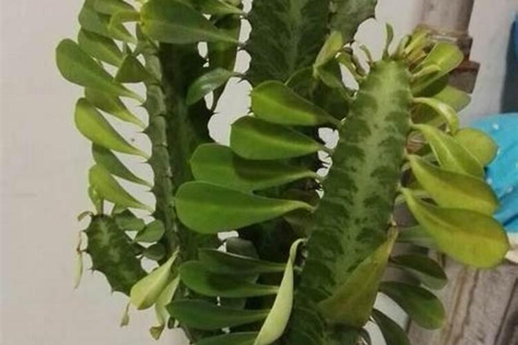 月季要开花了能不能打药
