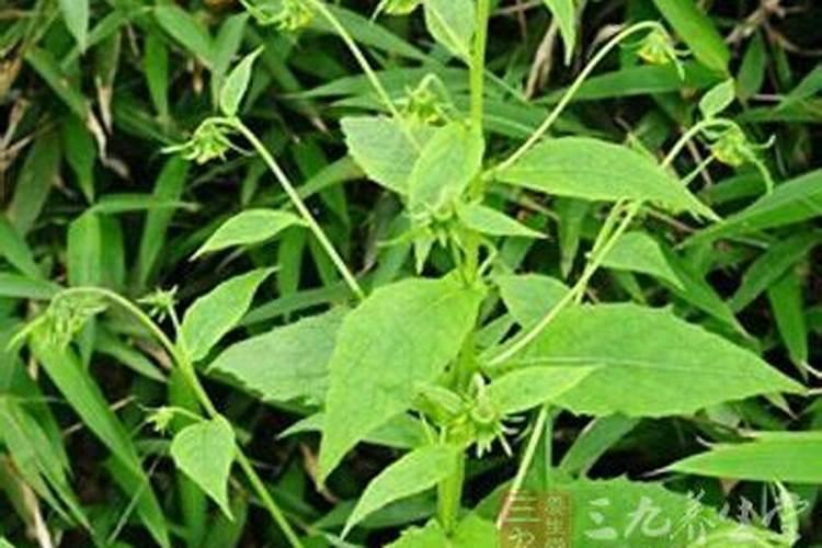 杜鹃花养护