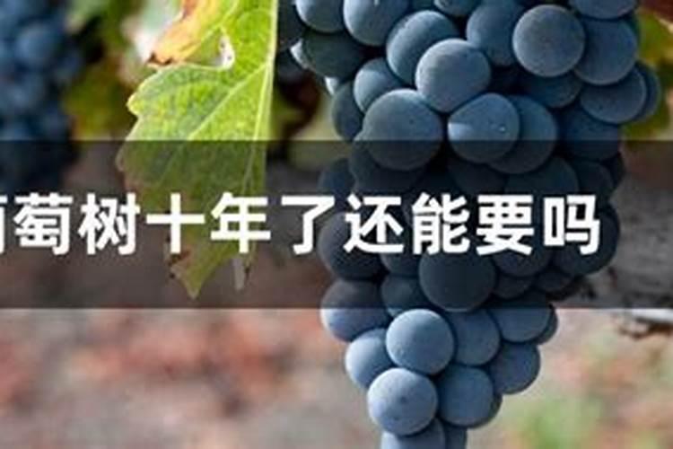 树葡萄为什么不会开花结果？