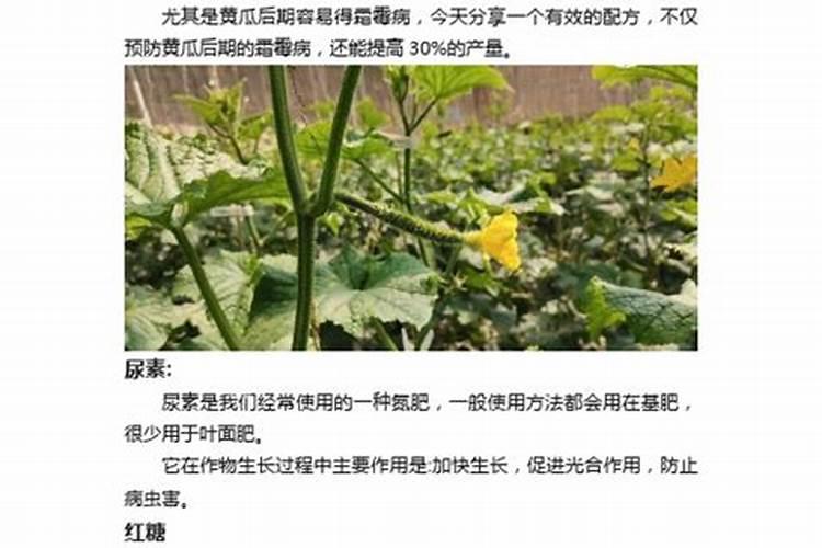 红糖叶面肥的绝密配方