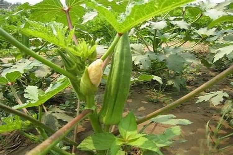 宝宝什么时候补锌,有利提高智力？