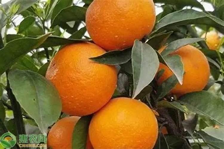 沃柑苗东季是否可施叶面肥