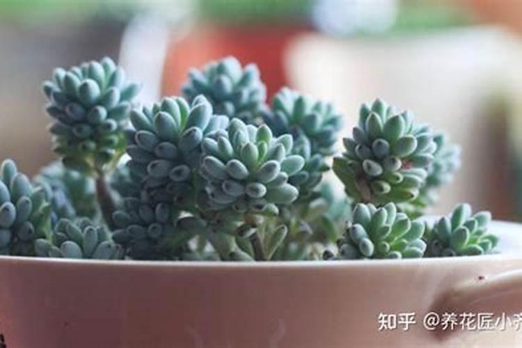 多肉植物需要什么肥料 施肥的方法是什么