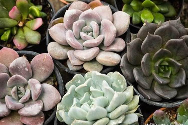 请教一下多肉植物要怎么施肥呢