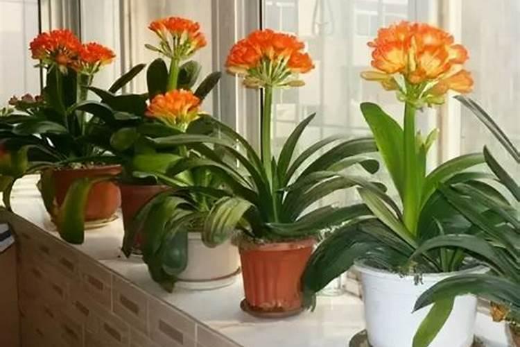 君子兰花期怎么浇水施肥