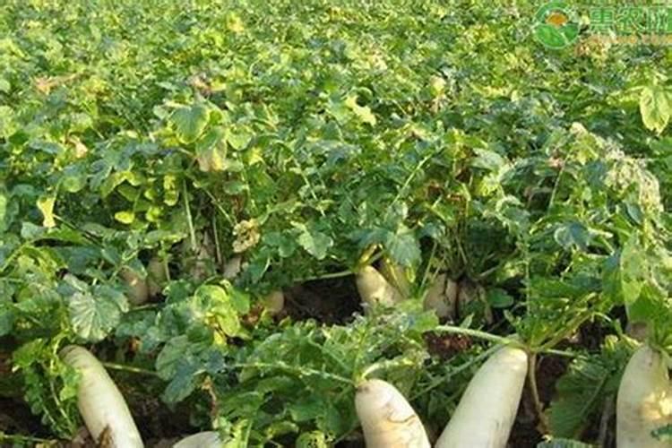 红萝卜苗期用什么肥料