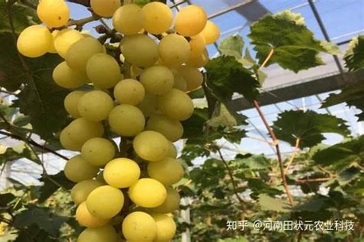 花芽分化用什么叶面肥