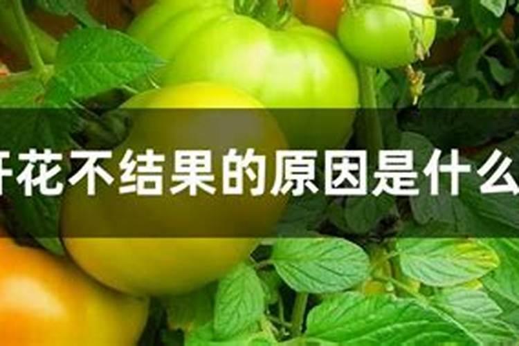 番茄为什么只开花不结果