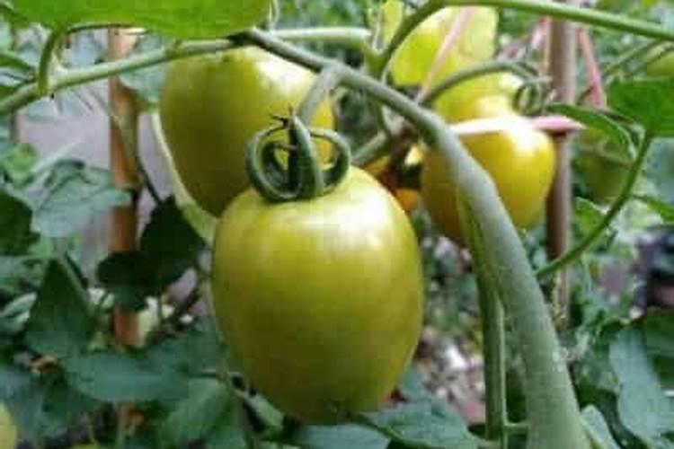 夏秋茬蔬菜种植,如何浇好前三水？