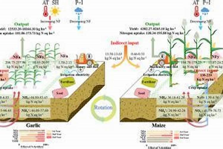 盆栽金桔什么时候施肥