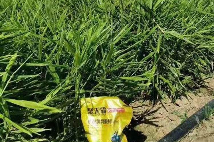 微生物生长氮源