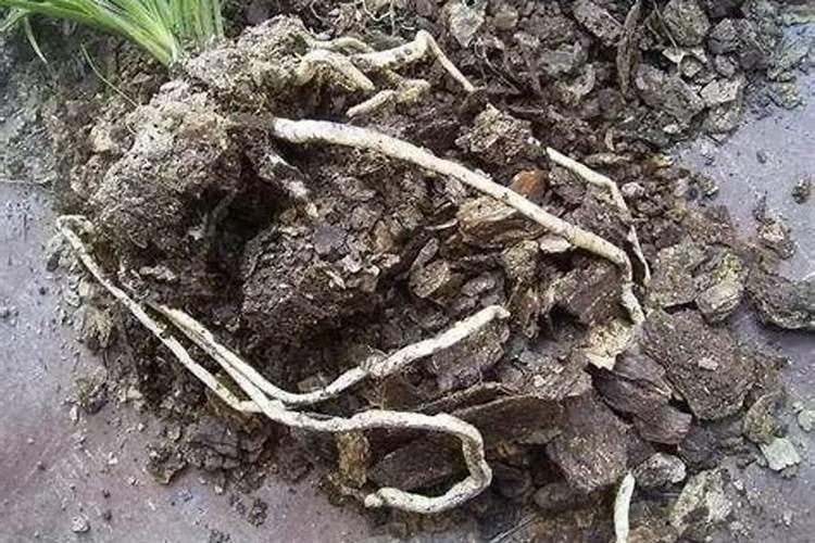 栀子花花肥哪种好？来说说