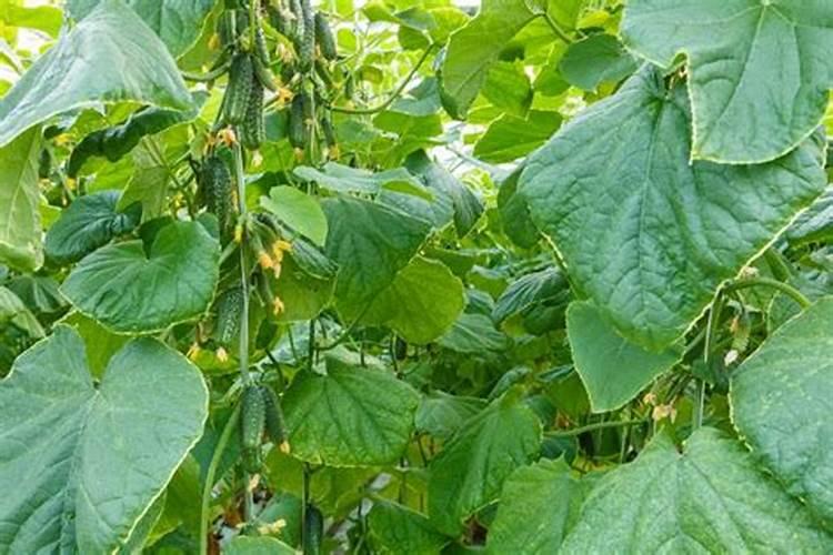 黄瓜用平衡肥好还是高钾肥 黄瓜用什么肥料好