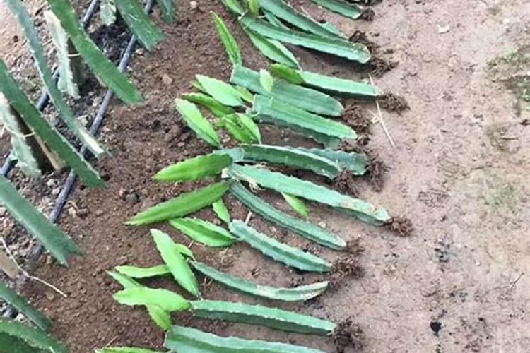 火龙果喷什么药果变大