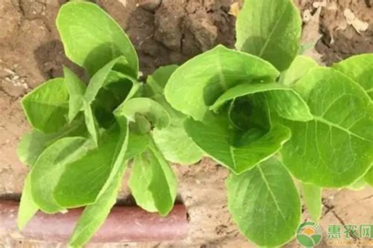 春季种植耐寒的孔雀菜,应该如何进行播种施肥？