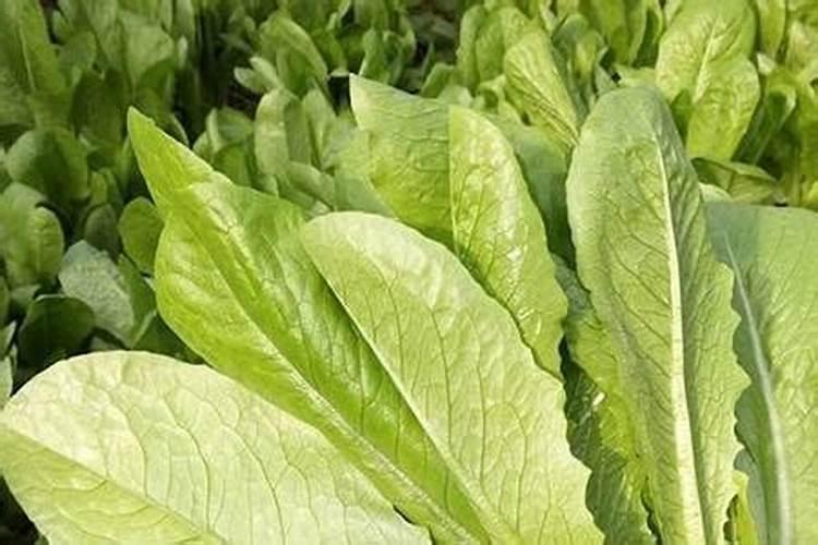 如果种植孔雀菜,是否先要对这片土壤进行施肥？