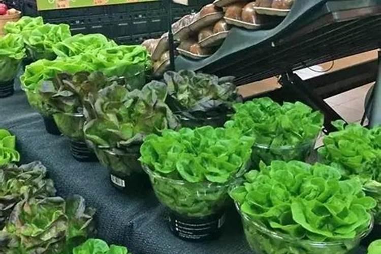 孔雀菜是谁培育出的？