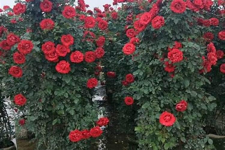 月季花如何施肥 月季花怎么施肥