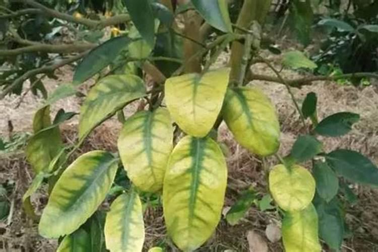 柑橘黄化如何治疗？