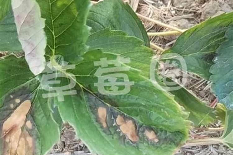 玉米弯孢菌叶斑病怎么治疗